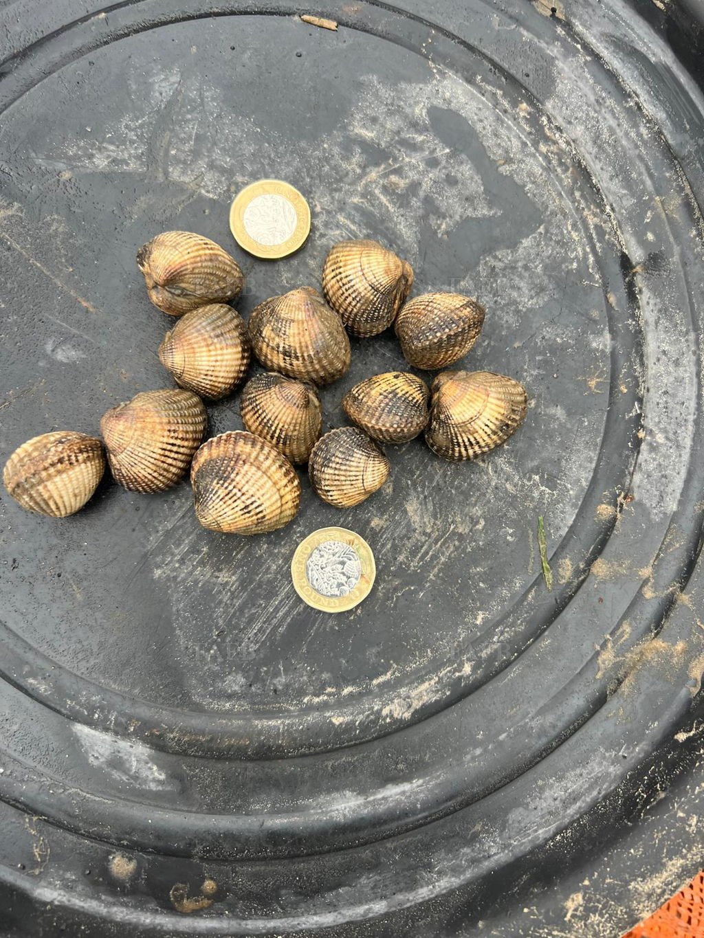 Cockles for sale