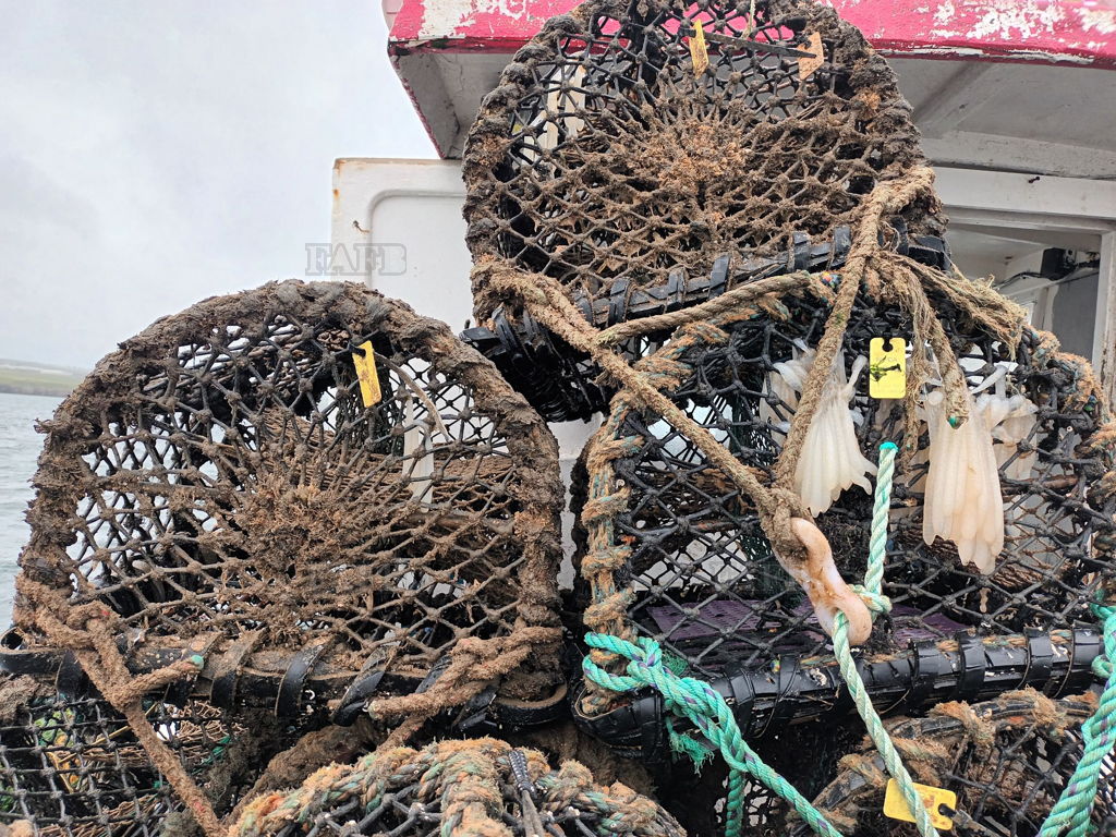 Lobster pots for sale