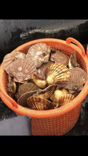 Hand Dived Scallops - Buyer Required