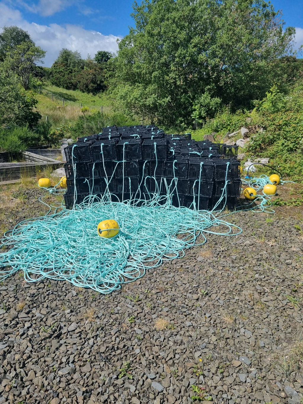 Wrasse traps