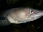 Wanted buyer for conger eel’s