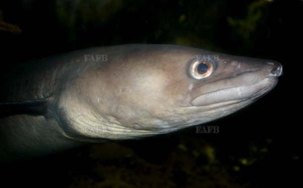 Wanted buyer for conger eel’s