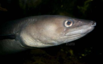 Wanted buyer for conger eel’s