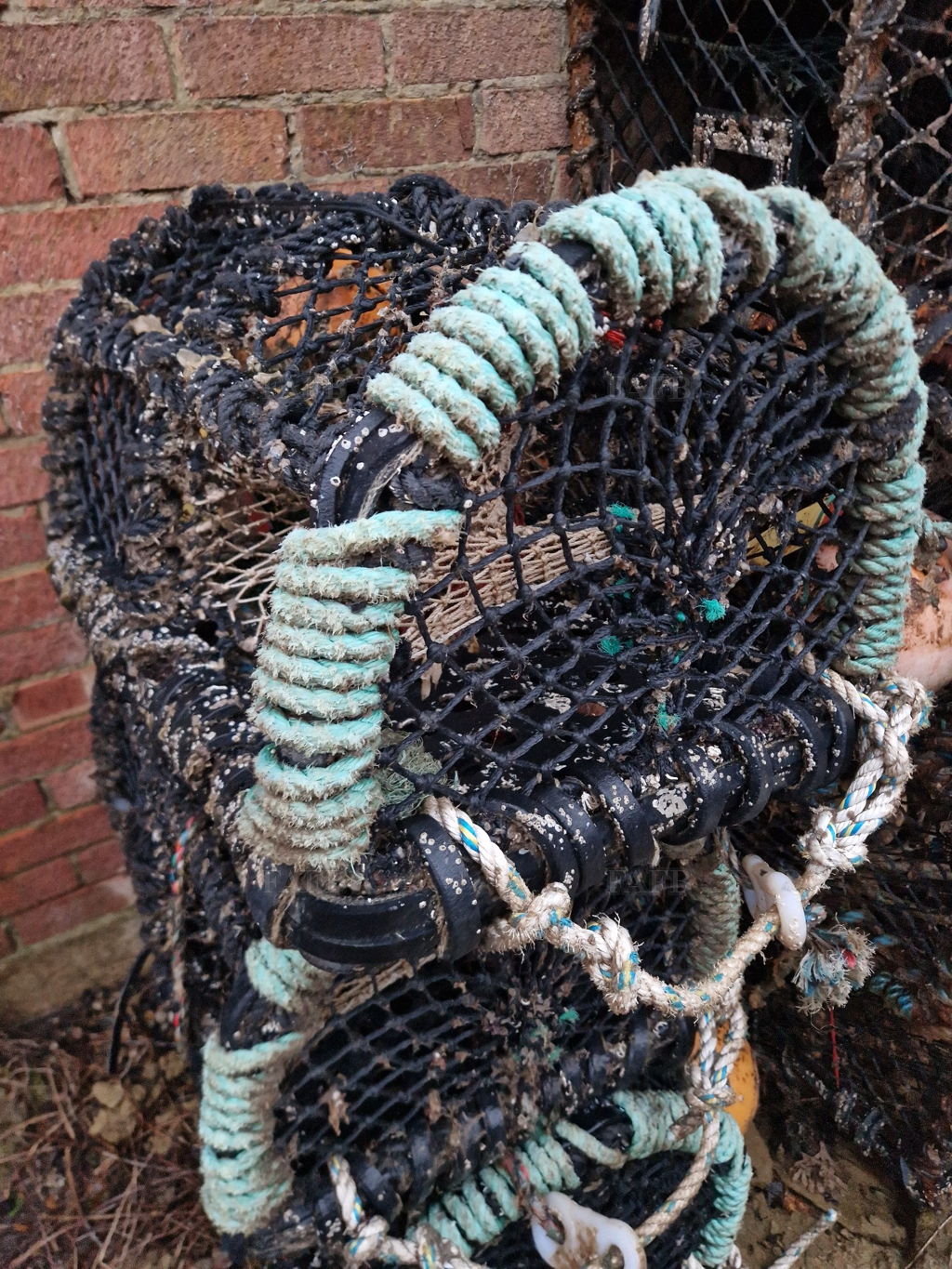 Lobster crab pots 24x20 swan-net gundry