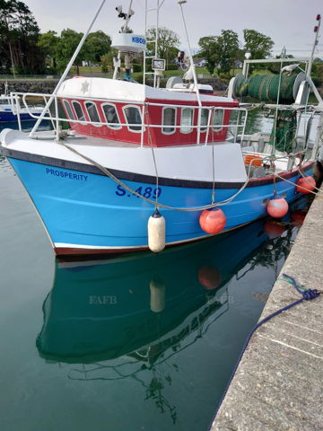 Kingfisher 33