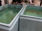 Shellfish tanks with filter