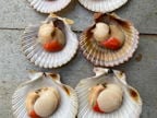 Queen scallops for sale