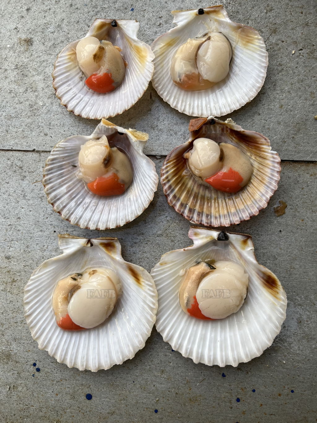 Queen scallops for sale